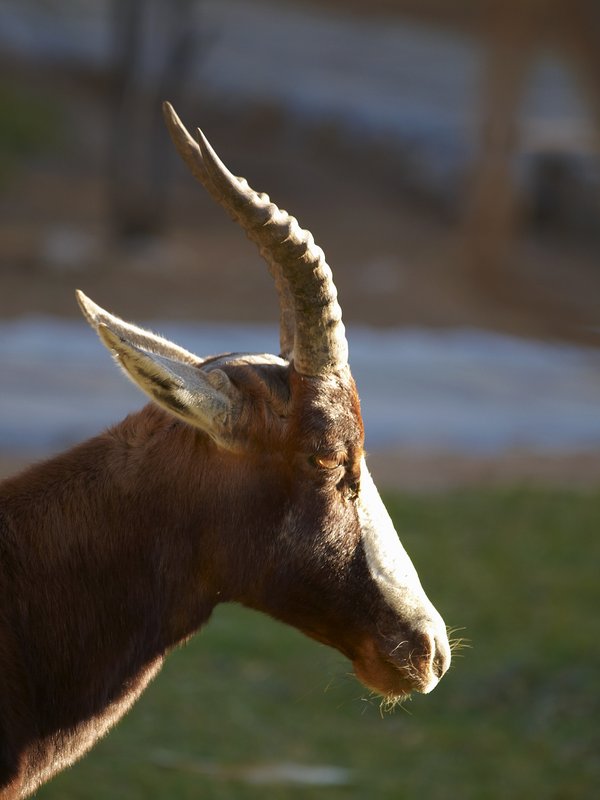 Springbok, Mokuti